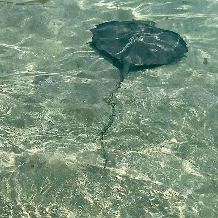 Piccolina Aiguebelle Lavandou Face Aux Iles ヴィラ